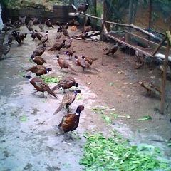 福建供应各种山鸡