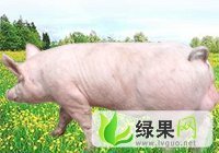 山东供应各种母猪及皮杜公猪