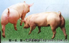 河北供应斯格长白大白二元种猪