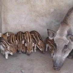 山西阳曲绿源野猪