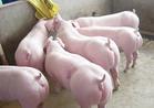 供应三元仔猪、种猪、二元母猪、梅山、太湖、苏太等各种小苗猪