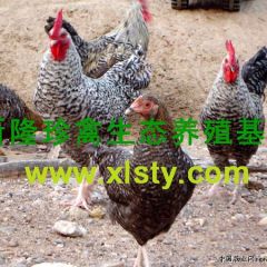 供应纯种芦花鸡苗