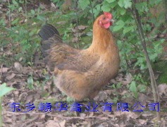 江西供应优质高产麻羽绿壳蛋鸡苗