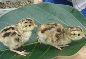 广东常年供应山鸡苗、珍珠鸡苗、山鸡蛋、珍珠鸡蛋