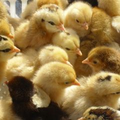 湖南供应土鸡苗