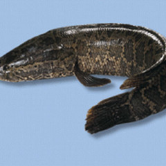 山东省济宁市微山供应黑鱼，黑鱼苗