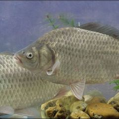 北京市常年销售各种规格淡水鱼苗及成品鱼