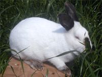 山东济宁正方兔业科学化獭兔种兔养殖总公司供应野兔 纯种獭兔 肉兔种兔