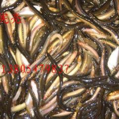 山东梁山供应草鱼，鲤鱼，鳙鱼，鲢鱼