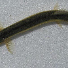 安徽合肥大量供应泥鳅苗