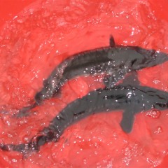 山东梁山淡水鱼苗厂长期供应中华鲟