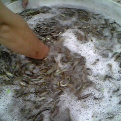 成都大量供应泥鳅苗