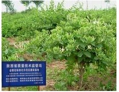 陕西西安供应树型金银花-金花3号优质苗木