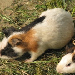 广东珠海供应荷兰猪