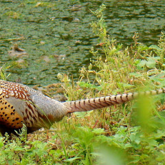 四川南充山鸡苗