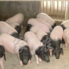 浙江供应两头乌苗猪、生猪