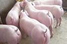 山东临沂供应优良仔猪