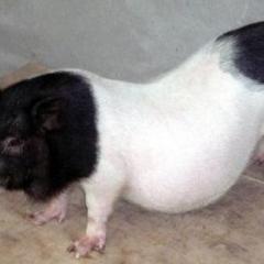 安徽纯种香猪种猪