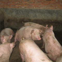 湖南邵阳供应三杂肥猪