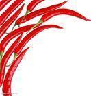 安徽常年出售、批发大量优质红辣椒