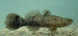 福建福州供应笋壳鱼鱼苗