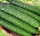 山东青岛黄瓜