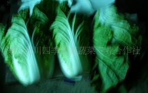 湖北恩施大白菜