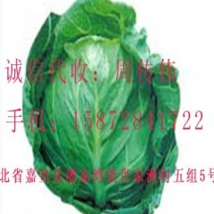 湖北咸宁大白菜包菜