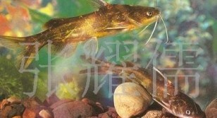 四川绵阳市供应黄颡鱼苗