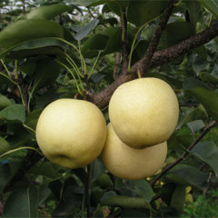 陕西蒲城优质酥梨