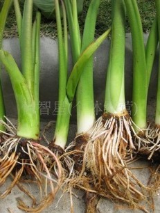 湖南永州供应大量成活率高、耐储运——芋头种苗