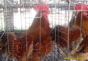 广州长期大量供应优质三黄鸡苗