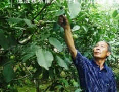 河南卢氏县供应果树种苗