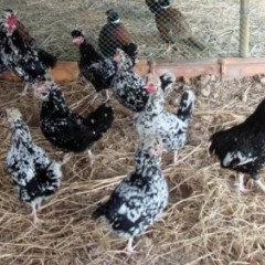 福建三明供应贵妃鸡种苗