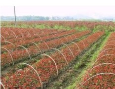江苏沭阳县大量供应各种绿化苗木床苗