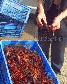 湖北宜城供应淡水小龙虾 龙虾种苗