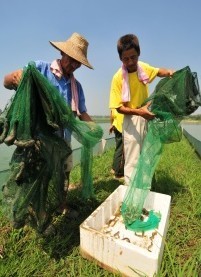 安徽合肥供应优质泥鳅种苗
