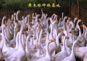 江苏供应鹅苗鸡苗