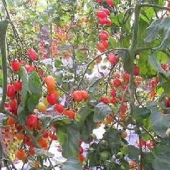 江苏供应富硒昆山圣女果