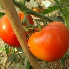 湖北求购西红柿