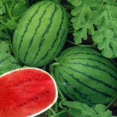 [山东]西瓜种子-早春红玉