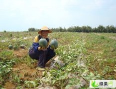 墨童西瓜耐储存，价格高