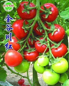 山东供应西红柿种子-金谷川红
