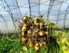 黑龙江供应马铃薯种苗,种子