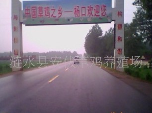 江苏淮安供应草鸡苗