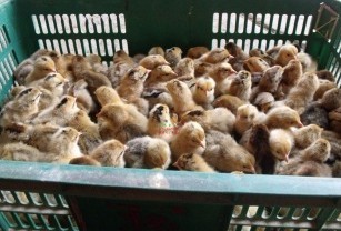 湖南衡阳供应优质青脚土鸡苗 黑鸡苗