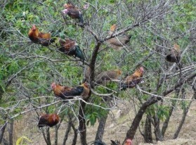 供应云南野生茶花鸡苗