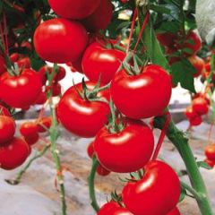 山东省平度市常年大量供应西红柿