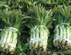 山东泰安供应优质莴苣