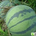 山东临朐大棚花皮无籽西瓜大量上市